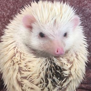 Meet your Posher, Ali